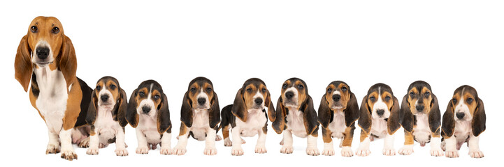 A panorama of nine French basset artesien normand puppies and their mother sitting and seen from the front isolated on a white background