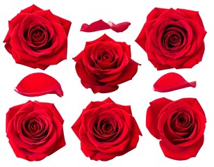Red roses, various angles and petals, isolated on white