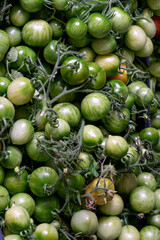 A box of green tomatoes for canning. New harvest.