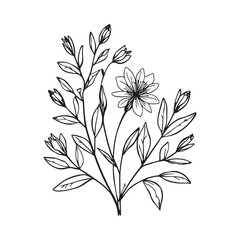 Elegant hand drawn botanical illustration of a delicate flower with leaves and buds in a simple black ink line art style