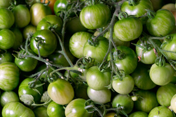 A box of green tomatoes for canning. New harvest.
