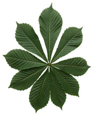 Horse Chestnut Leaf with Serrated Edges on Transparent Background green plant isolated on a transparent background
