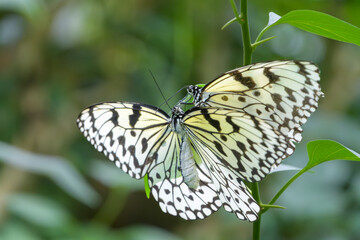 緑の葉に止まるオオゴマダラの交尾