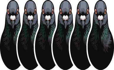 Pigeon kabootar head face set collection pack bundle black shape icon silhouette vector flat illustration design on white background.