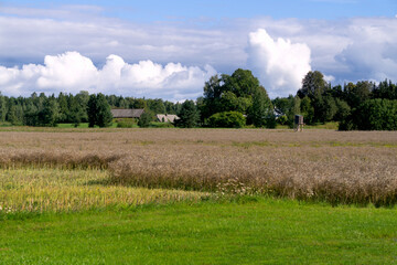 Summer rural landscape in a village in Latvia.