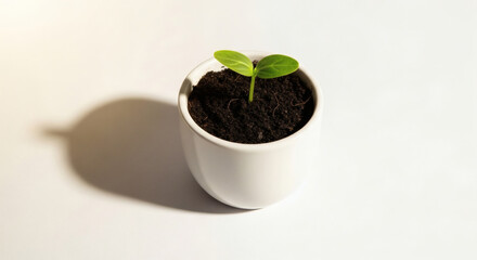 Small plant growing in a white pot on a white surface with shadow cast