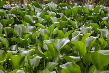 Muro di piante con foglie che ricoprono la foto