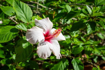 Primo piano di un fiore bianco con il centro rosso