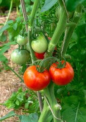 Red and green tomatoes in the greenhouse. New harvest.