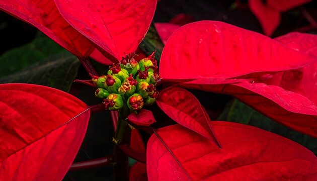 Close-up of vibrant red poinsettia flowers