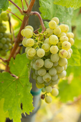 Juicy Grape Bunches Hanging on Green Vines