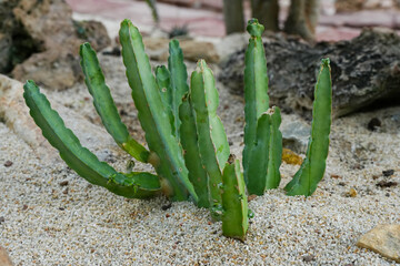  Stapelia gigantea cactus plant on the ground © Sanit