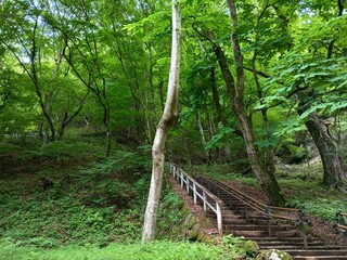 森の中の木製の階段と緑の葉の木々