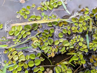 Close-up of Salvinia, aquatic plants floating on the water surface, with some grass and debris mixed in.