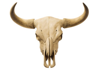 Realistic Bull Skull with Large Curved Horns on Background animal bone isolated on a transparent background