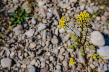 Gelbe Blumen wachsen auf einem Kiesboden in der Natur an einem sonnigen Tag