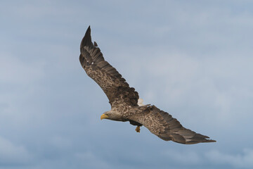 White tailed eagle - haliaeetus albicilla - in flight, soaring with blue sky in background. Photo from Szczecin lagoon in Poland. Isolated/