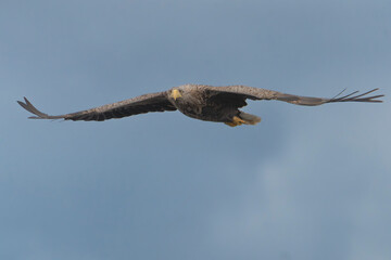 White tailed eagle - haliaeetus albicilla - in flight, soaring with blue sky in background. Photo from Szczecin lagoon in Poland. Isolated.