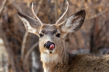 closeup of a funny looking sierra mule deer in the wilderness