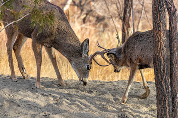 Mule deer bucks fighting during the rutting season.