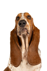English basset hound sitting and seen from the front isolated on a white background