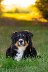 Black tri australian shepherd lying on green grass in a meadow at sunset, calm and relaxed, with warm golden light in the background.
