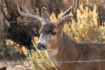Mule deer buck during the rutting season in the Sierra Nevada Mountains.