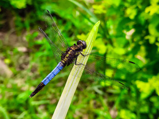 Blue dragonfly resting on green plants.