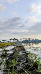 Rice field embankments, paths, or dikes through a flooded rice paddy field under a cloudy sky, leading towards distant coconut trees.