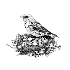 Fototapeta premium Bird nest drawing illustration of a bird sitting on a nest with eggs black and white line art image vector