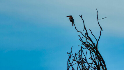 Beautiful photo of a bird sitting on a tree.