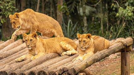 Young lion cubs  in the Sao Paulo Zoo, in Brazil