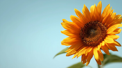 Bright orange sunflower bloom facing upwards against a soft blue sky on a sunny day
