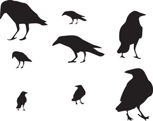 different crows sit in various styles
