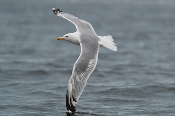 European Herring Gull - Larus argentatus gracefully glides over the water surface of the Szczecin Lagoon. The bird is captured in mid-flight with its wings fully extended.
