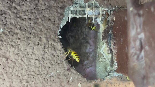 Wall-nesting wasps inside a cavity + potential hazard for home safety, useful for pest-control awareness, inspection reports or home-maintenance guides, photographed in situ showing entry hole and liv