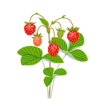 Wild Strawberry Branch with Red Berries and Green Leaves