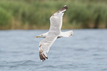 European Herring Gull - Larus argentatus gracefully glides over the water surface of the Szczecin Lagoon. The bird is captured in mid-flight with its wings fully extended.	