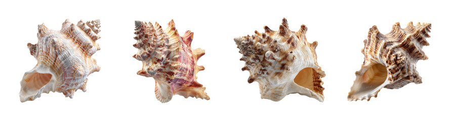 Obraz premium Exquisite Spiral Seashell Collection on Black Background PNG set Transparent backround