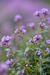 Fototapeta premium Delicate Purple Flowers Soft Focus Garden Scene