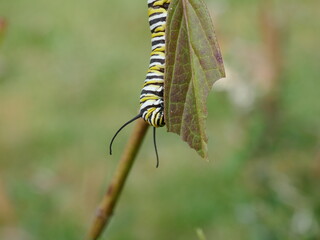 Monarch butterfly caterpillar behind swamp milkweed leaf eating