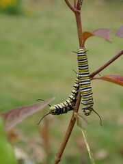 Two monarch butterfly caterpillars crawling on plant stem