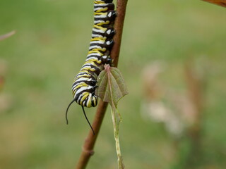 Monarch butterfly caterpillar chewing plant leaf