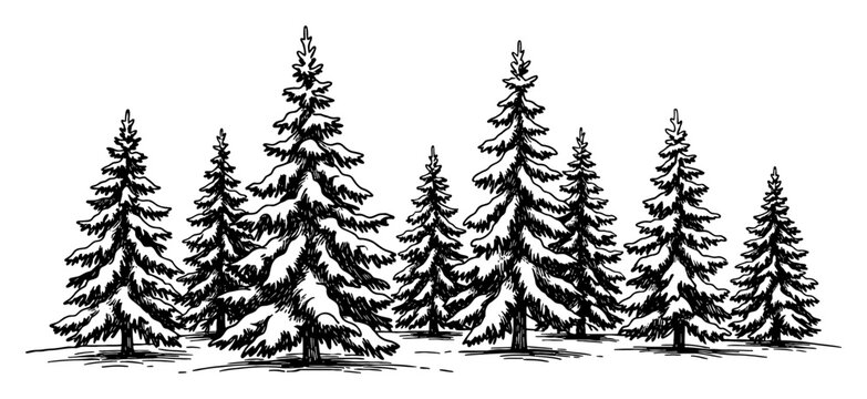 Snow Covered Fir Trees Woodland Scene in Winter Hand Drawn Black and White Outline Line Art Drawing