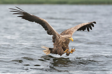 White tailed eagle - haliaeetus albicilla - in flight to catch fish with spread wings with water in background. Photo from Szczecin Lagoon in Poland  © PIOTR