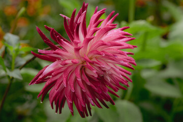 Obraz premium Vibrant pink and white dahlia flower with long pointed petals and water drops, close up of striking ornamental bloom in summer garden