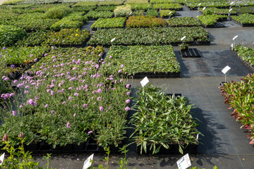 Plants for sale at outdoor garden center nursery