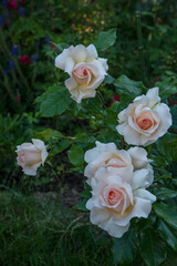 Beautiful roses Chandos Beauty in the garden