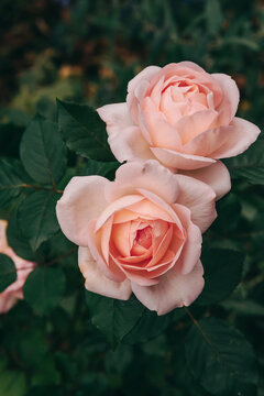 Beautiful rose Clair Renaissance in the garden