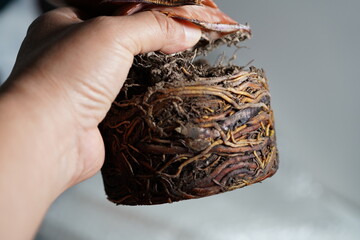 
person holding aloe vera plant with roots